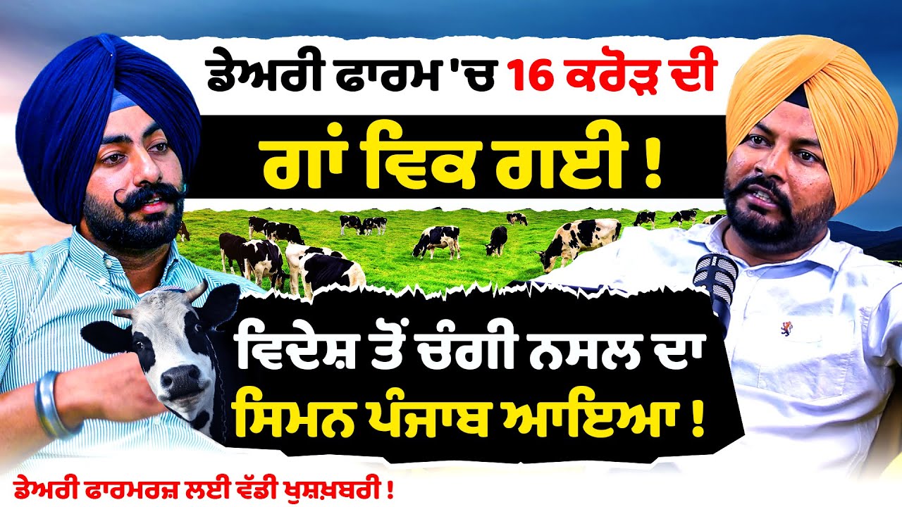 Dairy Farm 'ਚ 16 crore ਦੀ Cow ਵਿਕ ਗਈ! Best Cow Seman | Punjab Dairy Farm | AI Total | Elite Genetics