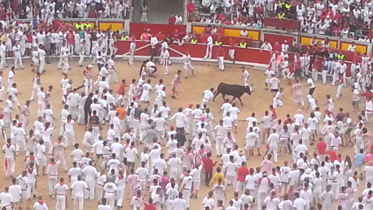 Stieren vechten helemaal gek,, stier beuk ze maar lekker tussen hun ribben