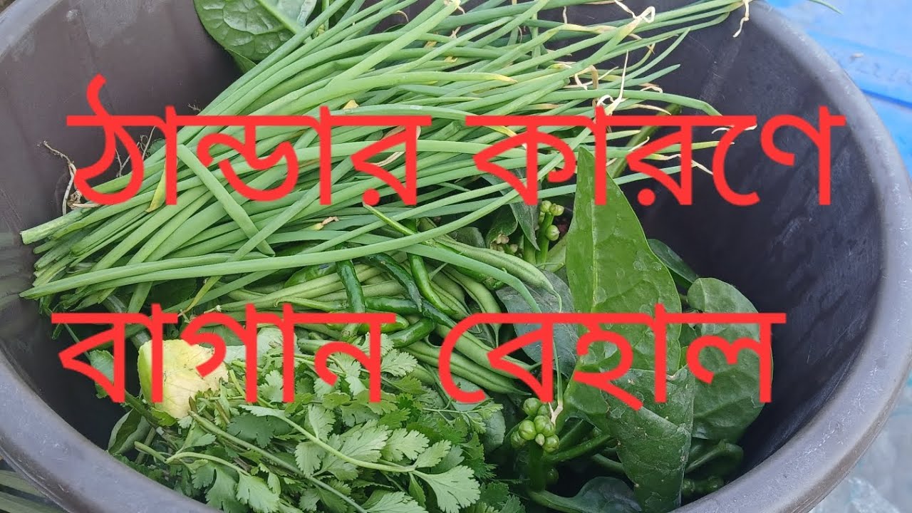 এত ঠান্ডা পড়েছে যে বাগানের কাজ করতে পারছিনা/হঠাৎ করে পেয়ারা গাছ শুকিয়ে যাচ্ছে/কিছু হারভেসট 