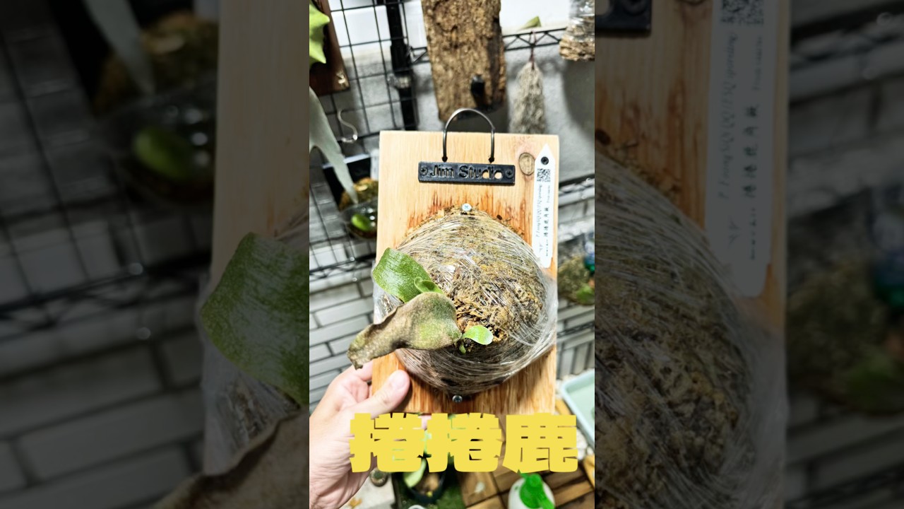 我的捲捲鹿希望可順利長大🤔#鹿角蕨 #鹿角蕨上板 #planting #indoorplants #platycerium #植物 #植中毒 #觀葉植物 #観葉植物 #観葉植物インテリア