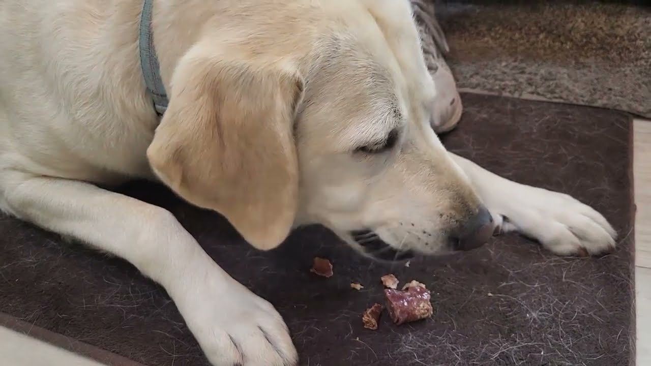 Pippi Likes REVIEW: Jungle Calling Multi Flavor Rolls Dog Treats,