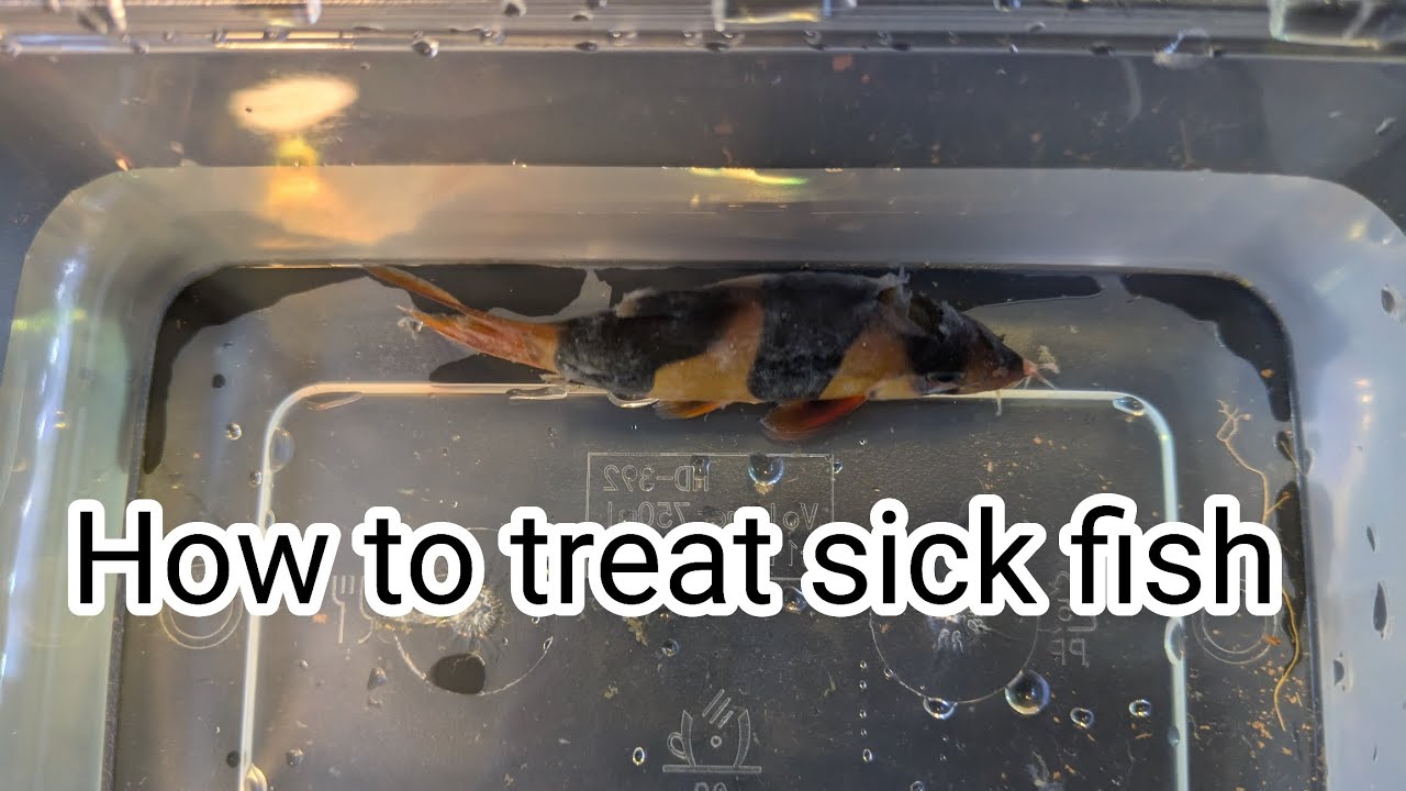 How to treat a sick fish, water testing and hospital tank