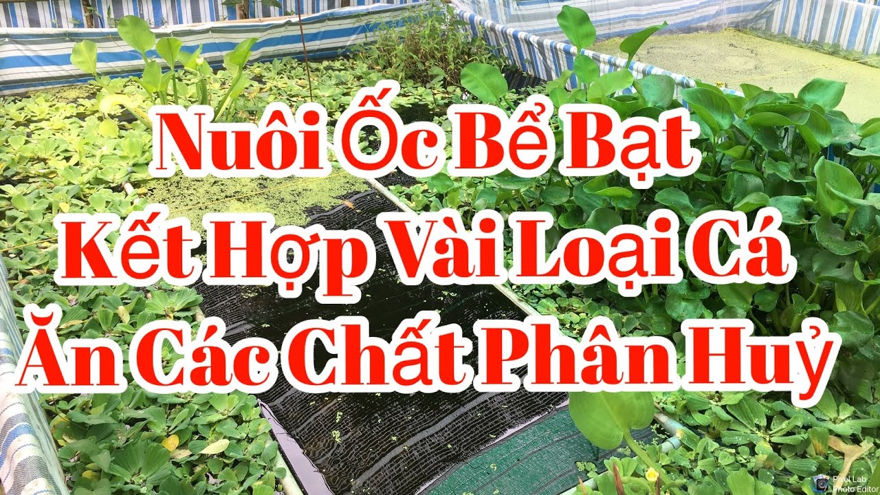 Vũ Trần - Ốc Bươu Đen Kết Hợp V&agrave;i Loại C&aacute;