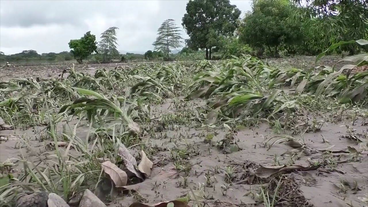 65 millones de dólares en pérdidas de cultivos por tormenta tropical Sara
