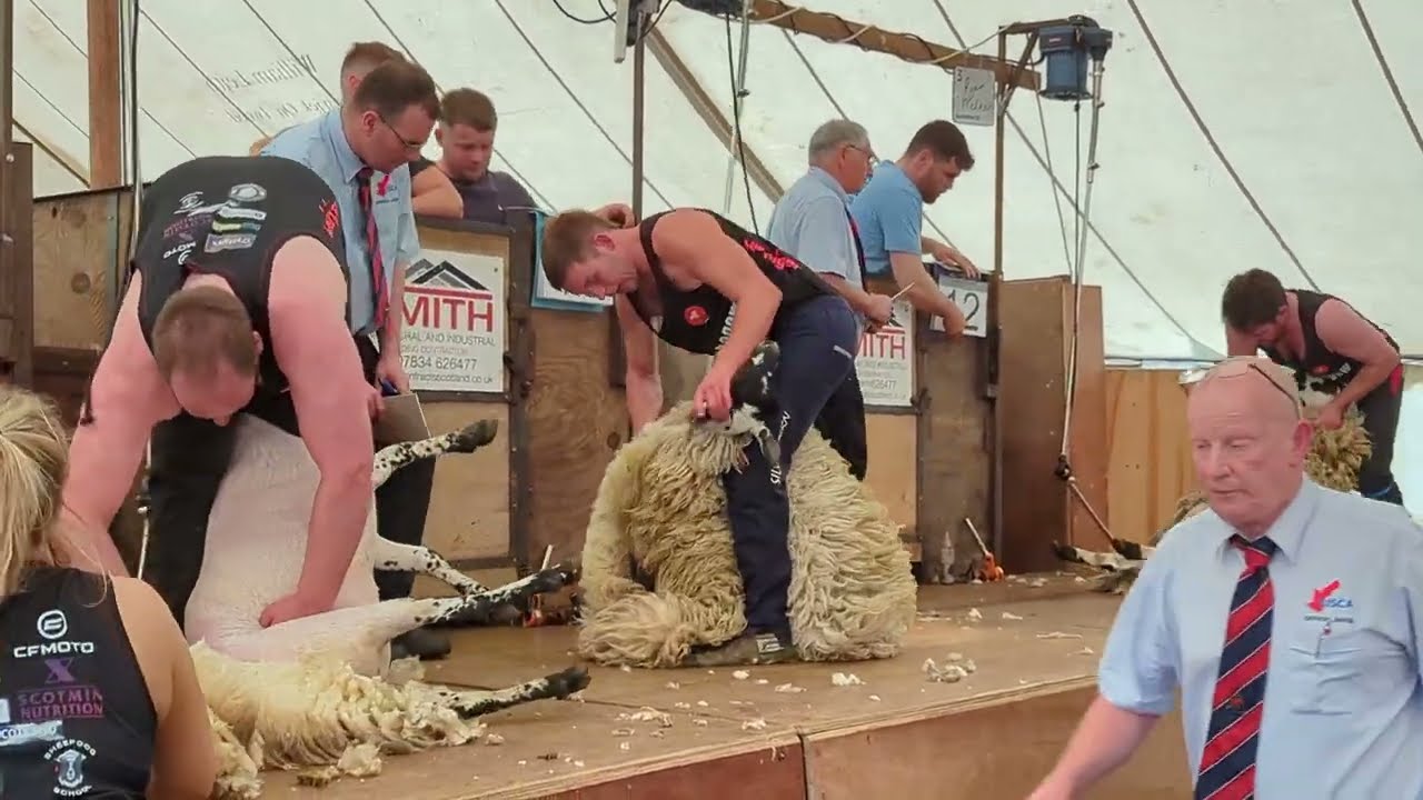 Sheep Shearing Lesmahgow 2023 Open Plate