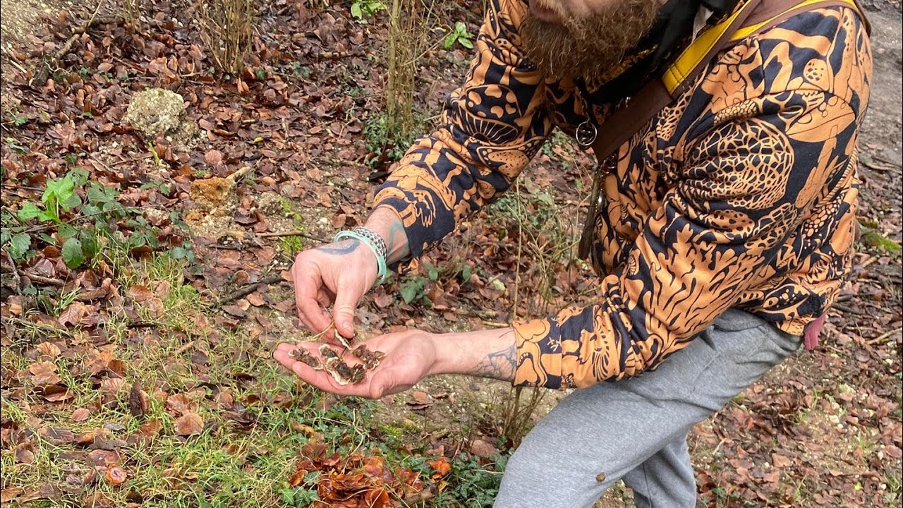 WINTER FORAGING 2026 - Mushrooms and Plants - Brighton UK