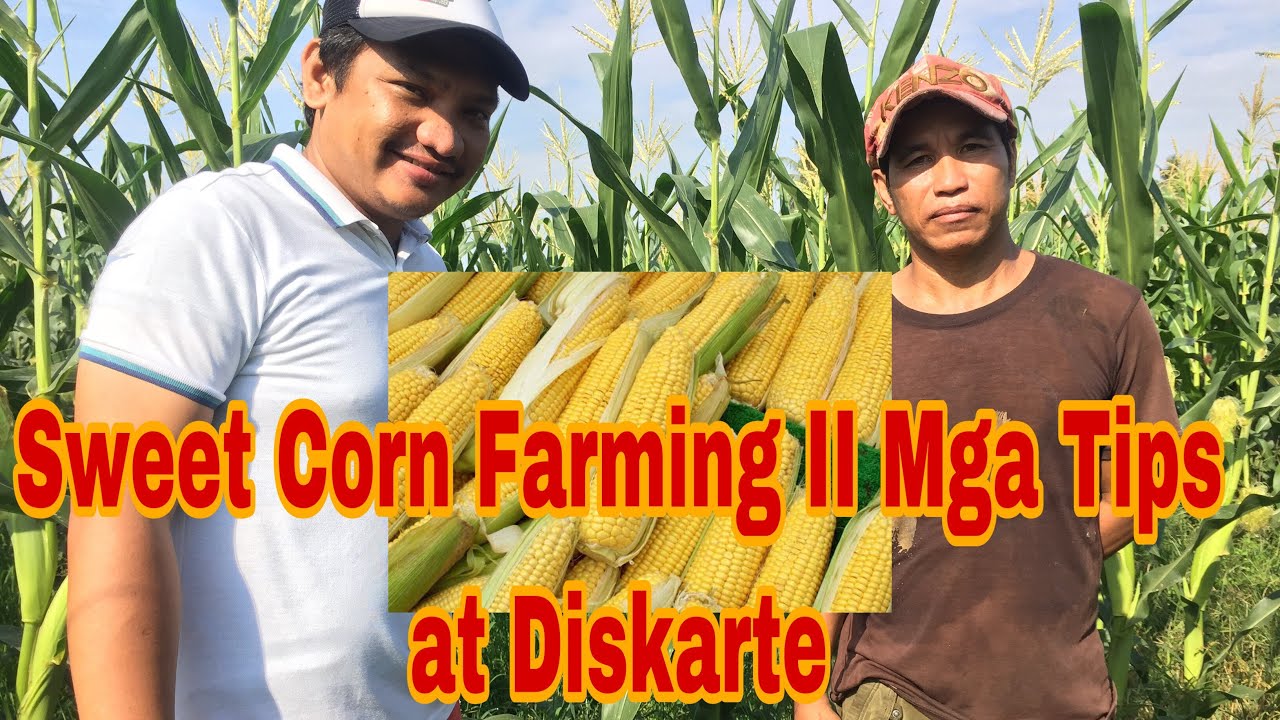 Sweet Corn Farming In The Philippines II Anu ang Tamang Diskarte sa Pag tanim ng Sweetcorn