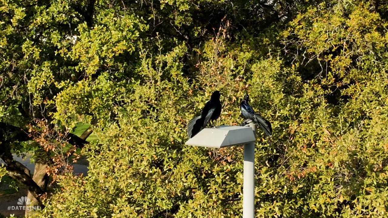 A Postcard from the Field: The Grackles of Austin, Texas | Dateline NBC