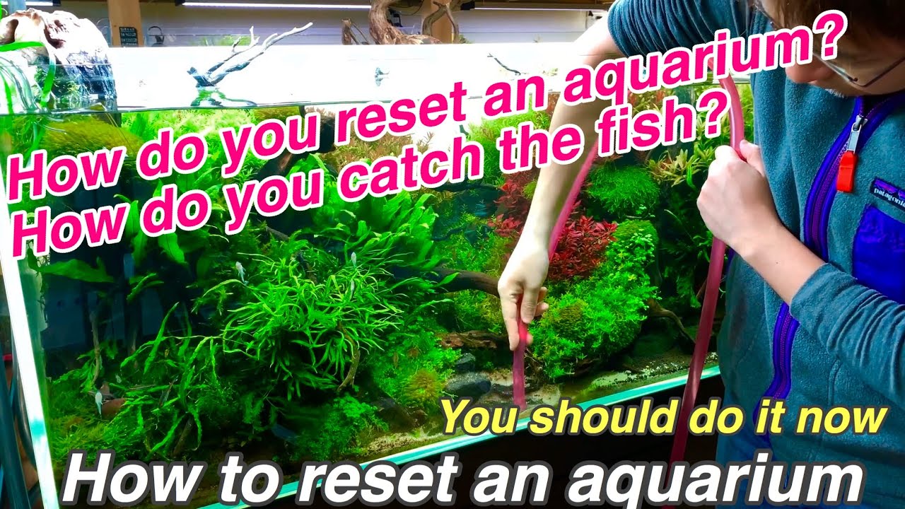 How to reset an aquarium「ADA nature aquarium,tropical fish,fishkeeping,techniques」the maiking