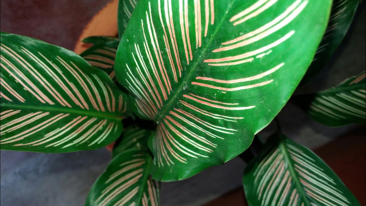 Pink pinstripe or Pinstripe Calathea plant care & repotting /ক্যালাথিয়া গাছের যত্ন এবং রিপটিং