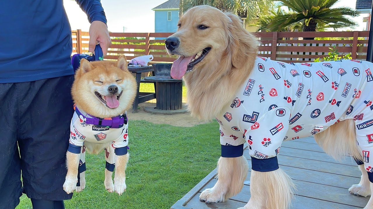 愛犬と海に行ったらテンションが大爆発して大変な事になりました...