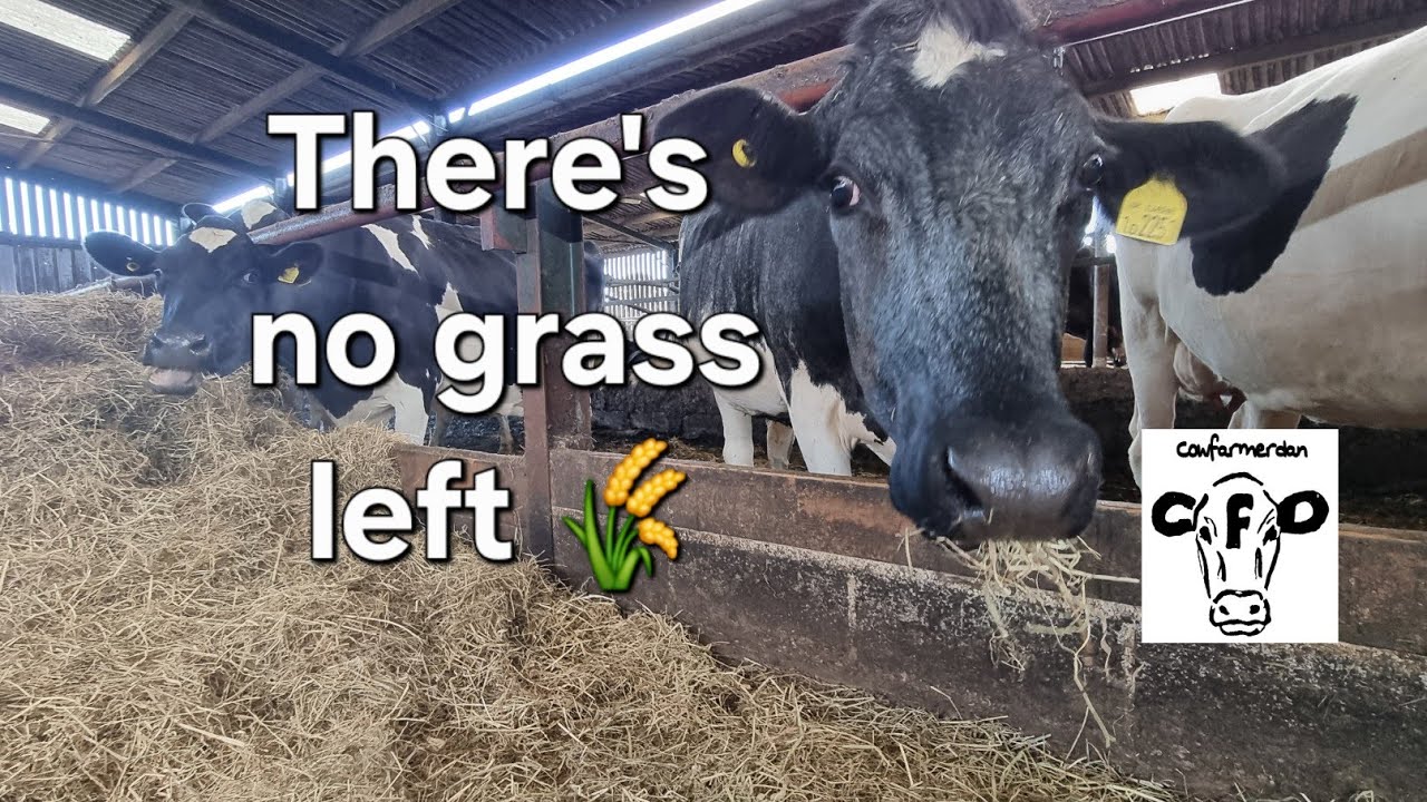 Feeding cows in July!