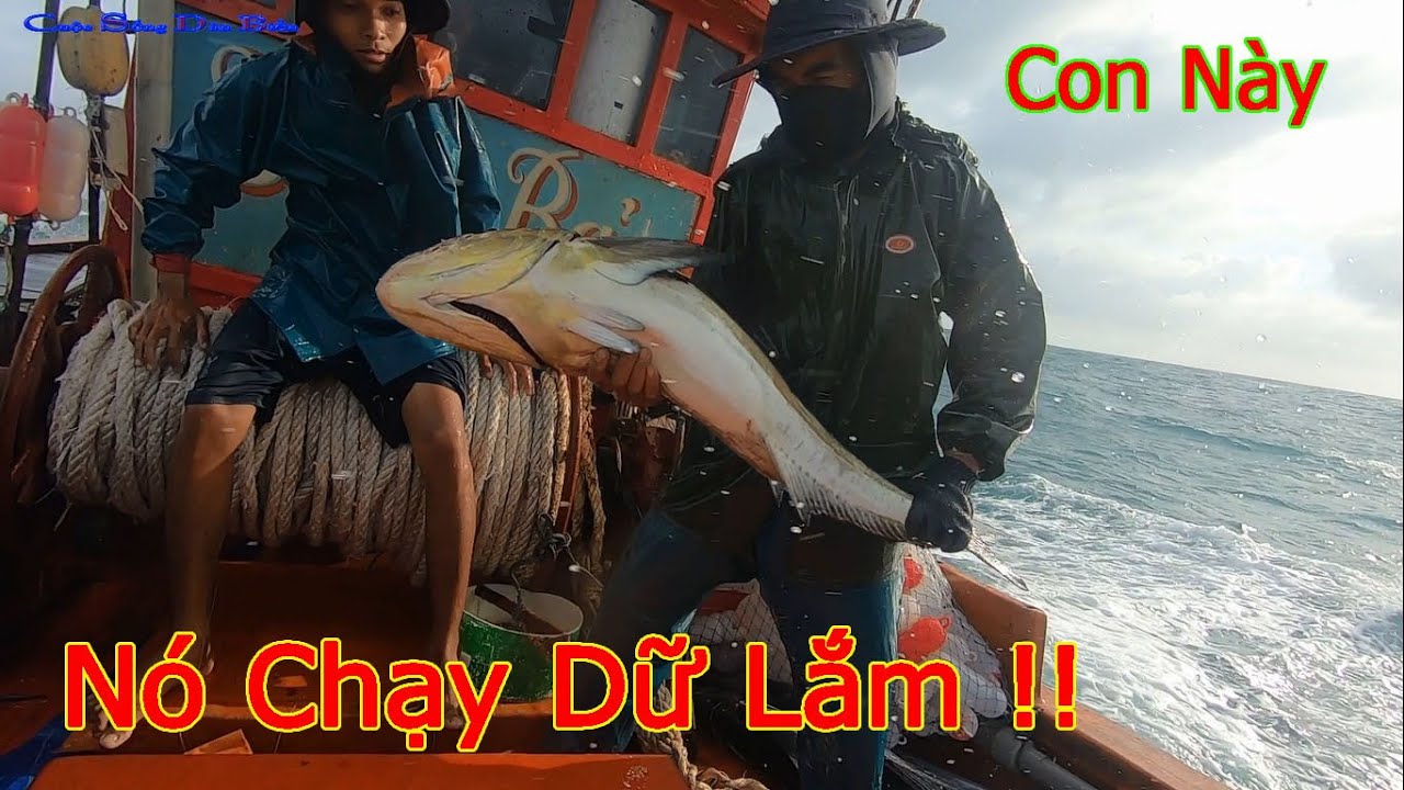CÂU CÁ BIỂN ĐÔNG 3│Thả 1000 Lưỡi Câu,Gặp Trúng Ông Cá Bóp Khủng,Lùa Hết Sức Mới Kéo Được Lên Ghe.