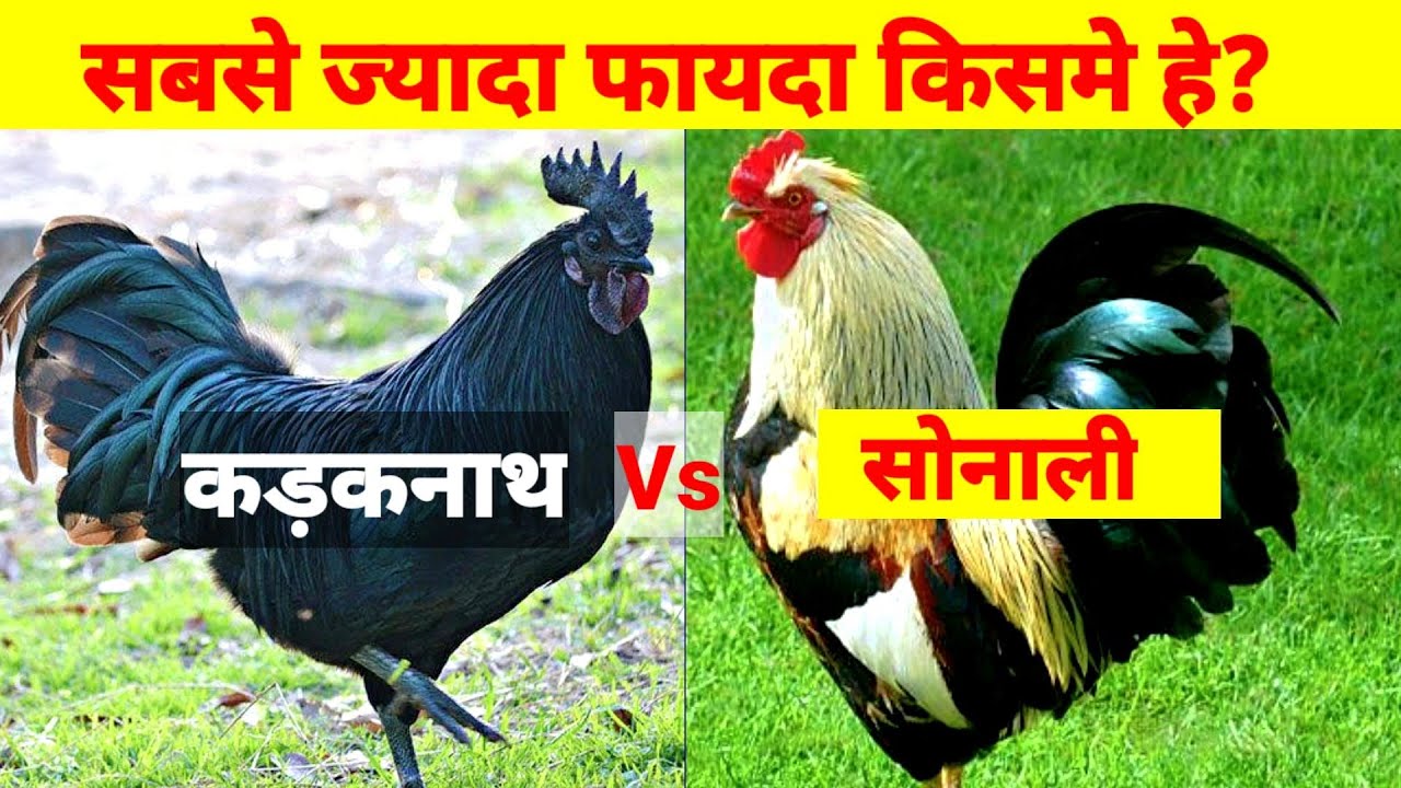 Kadaknath Vs Sonali फायदा किसमे सबसे ज्यादा हे(Kadaknath,Sonali Poultary farming)
