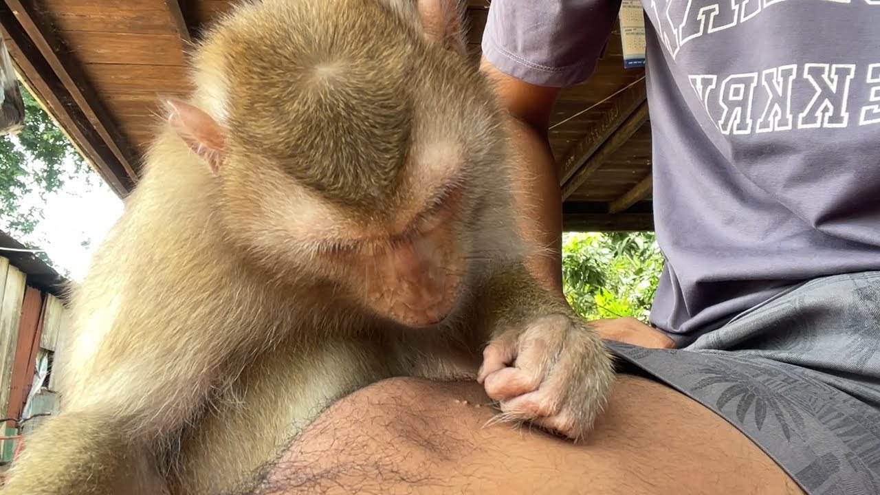ASMR Monkey Grooming| Nurs Zueii Grooming Foot Hair Sound Soft