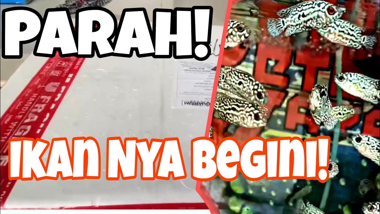Unboxing 5 Plastik Sekaligus Kamfa F2 Thailand 