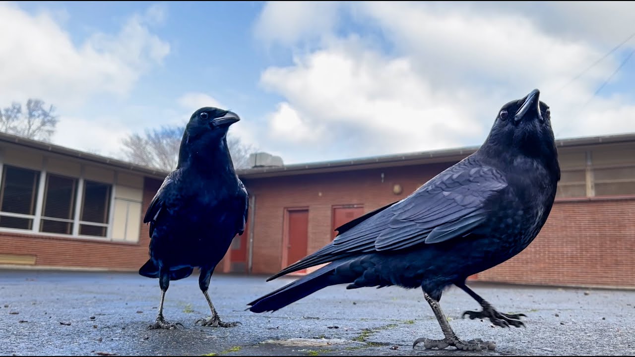 Crow Cam: Park Buddies