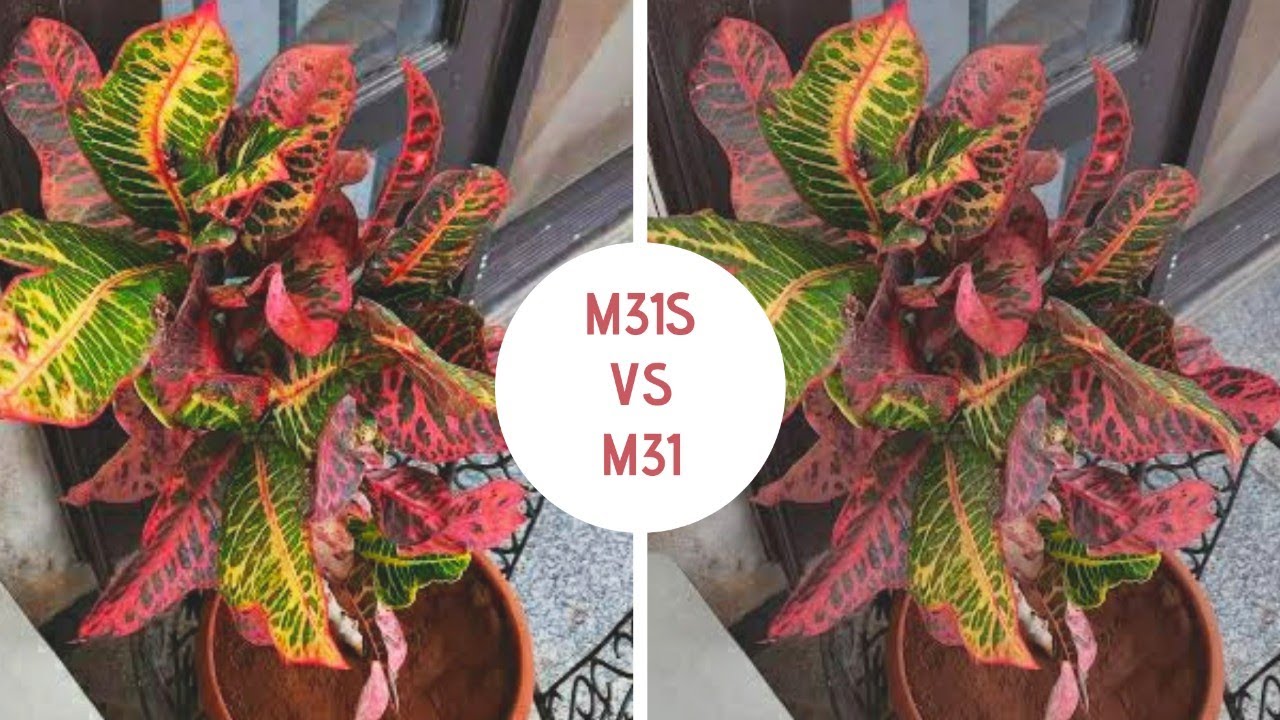Samsung galaxy M31s vs Samsung galaxy M31 : camera comparison & camera test || review