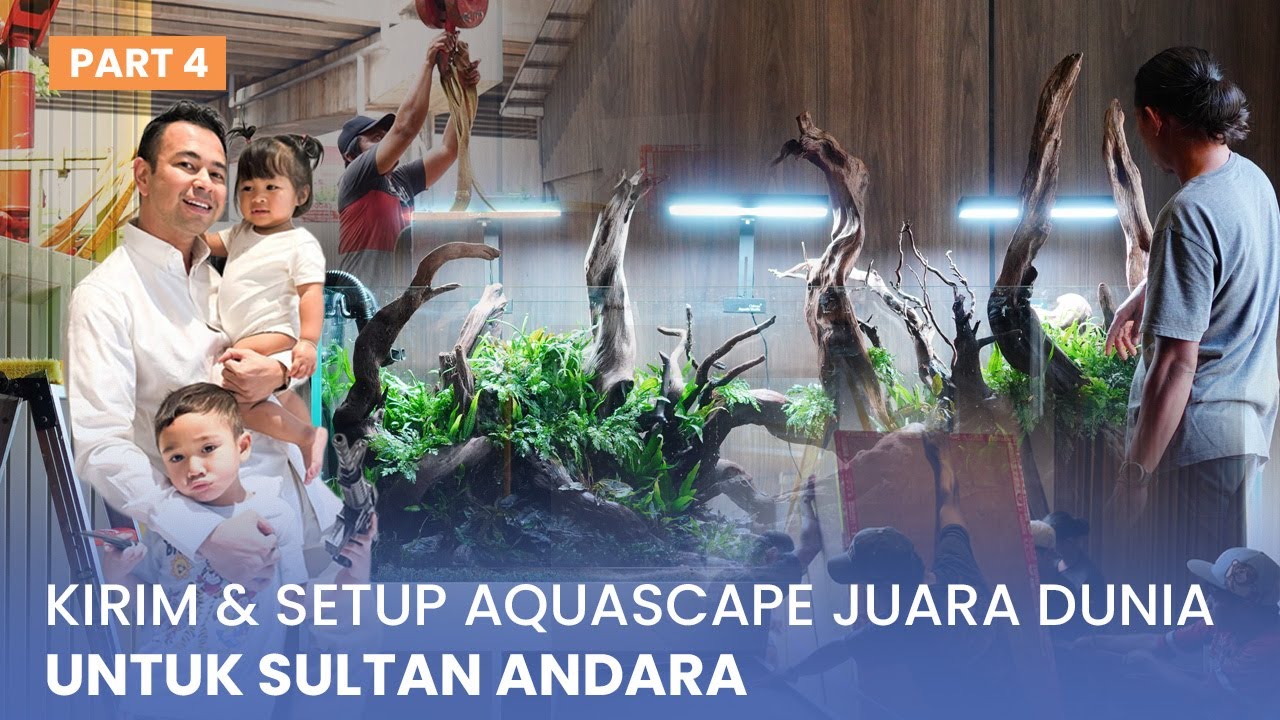 KIRIM & SETUP AQUASCAPE JUARA DUNIA UNTUK SULTAN ANDARA | BEGINI PROSESNYA!