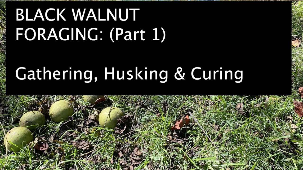 Black Walnut Foraging: Part 1 Gathering, Husking and Curing