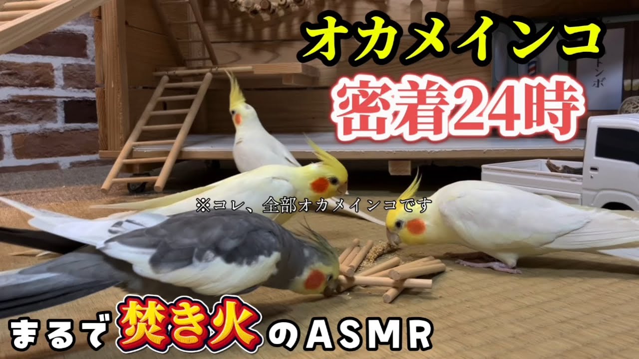 【ASMR】焚き火超えの癒やし！オカメインコが奏でる極上の「カリカリ音」 #オカメインコ #cockatiel #bird #parrot #鳥 #インコ