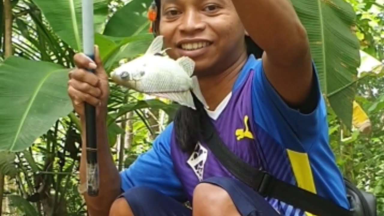 Panen Ikan Di kolam 