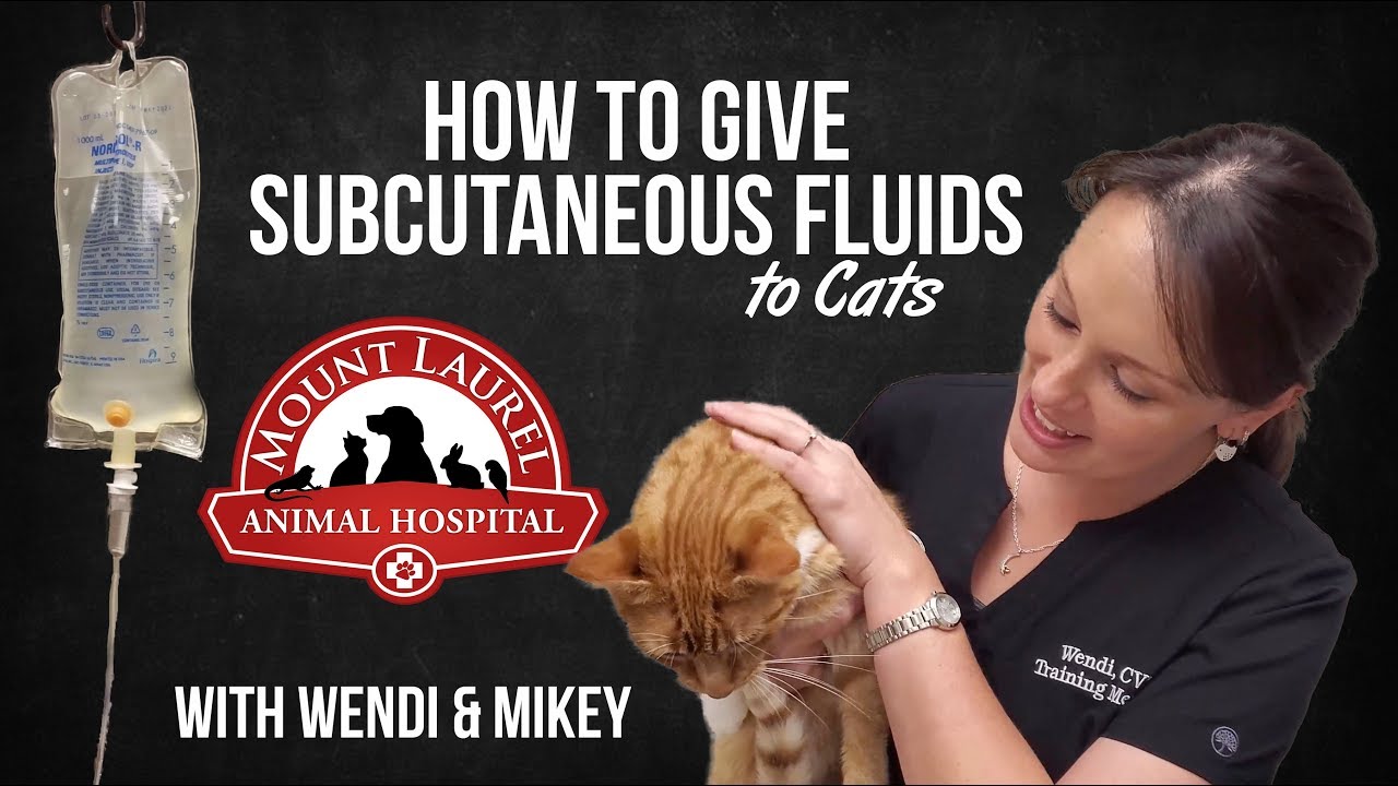 How to Give Subcutaneous Fluids to Cats (SQF)