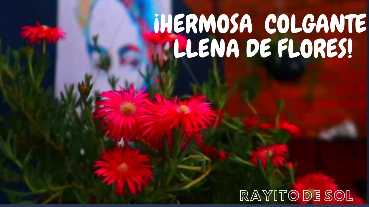 Rayito de sol cuidados / ¡Suculenta colgante llena de flores!