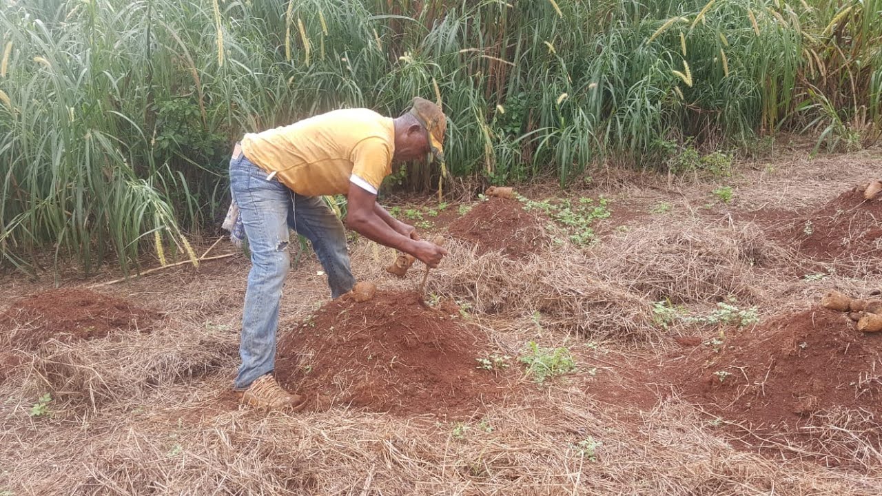 Planting Trelawny Yam In St  Ann | Jamaica