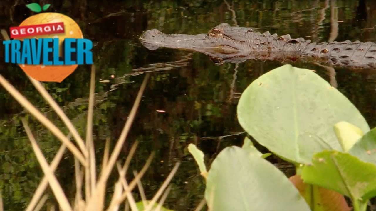 Swamps, Songs, and St. Patrick’s in the South | Georgia Traveler