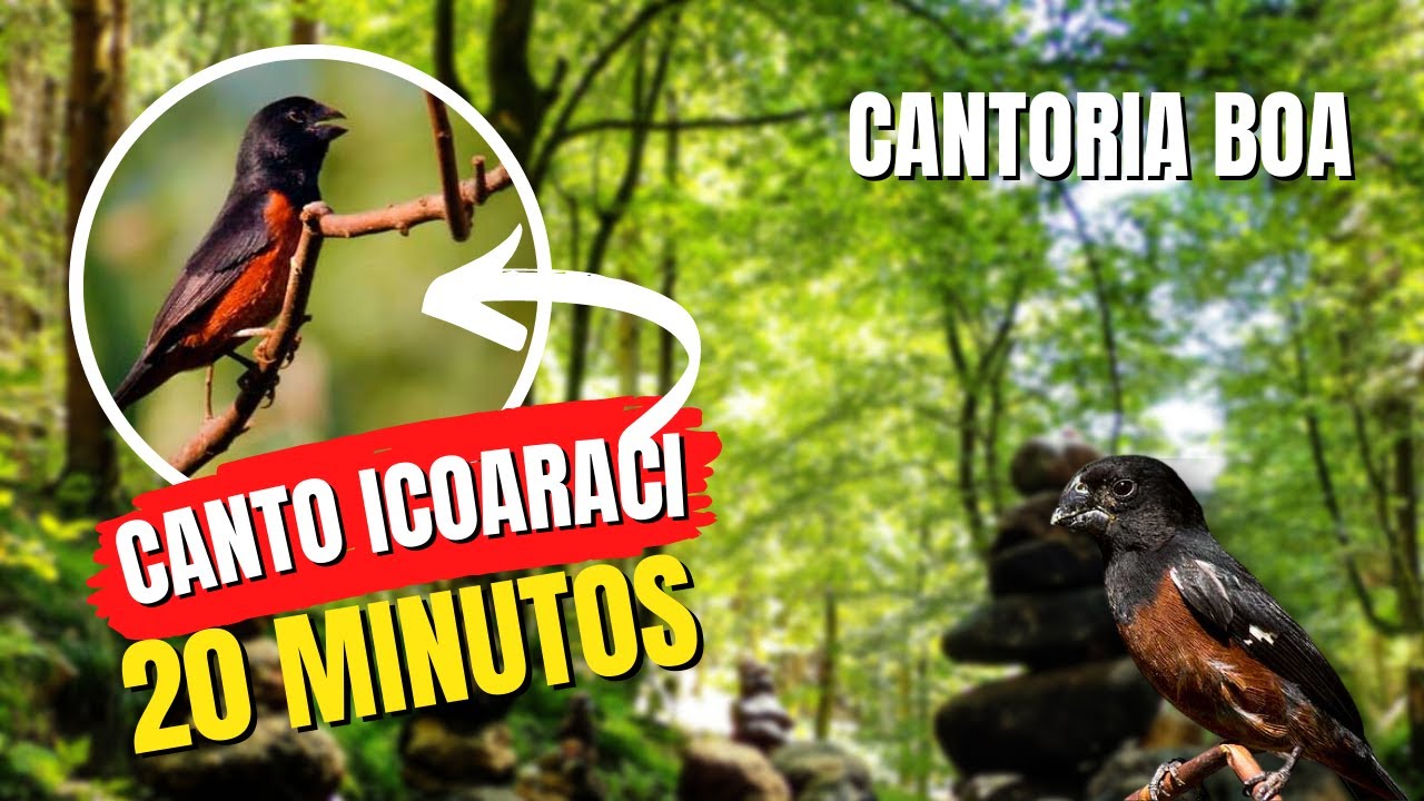 Curió Canto Icoaraci - Cantoria Boa (ensine o seu)