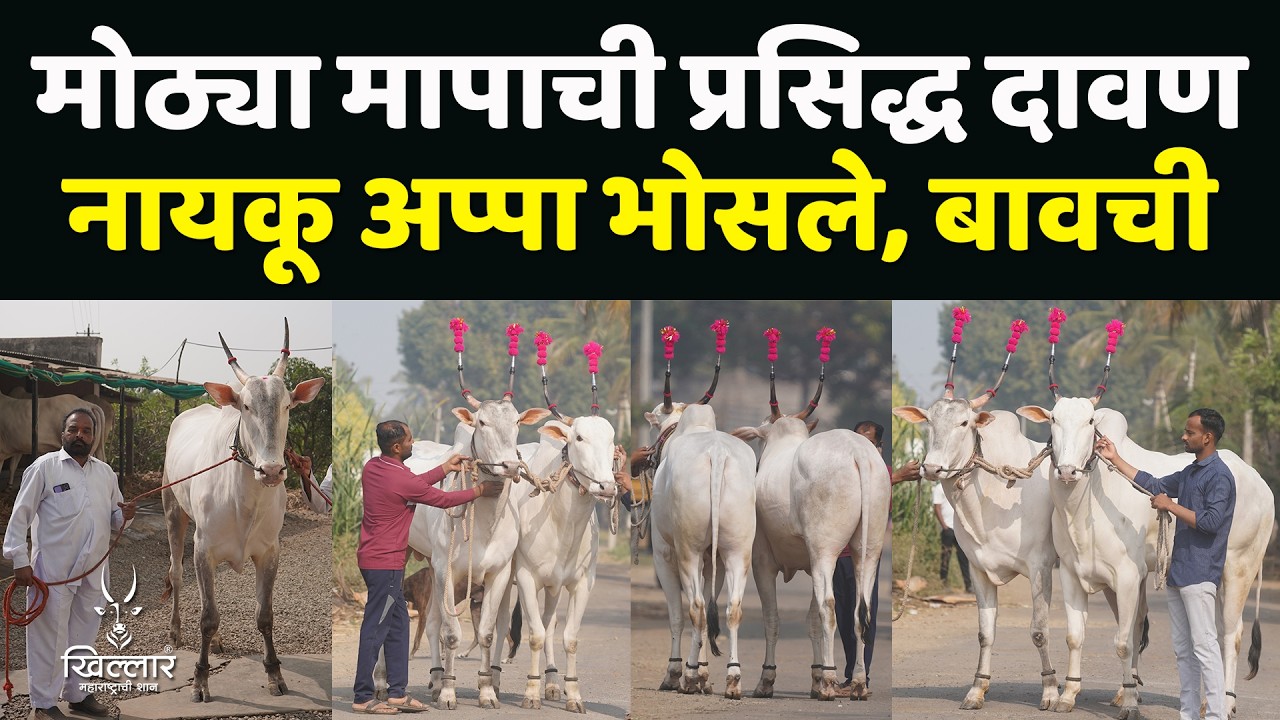 मोठ्या मापाच्या वळू बैलांसाठी एकच प्रसिद्ध दावण - नायकू अप्पा भोसले, बावची | Khillar 2026