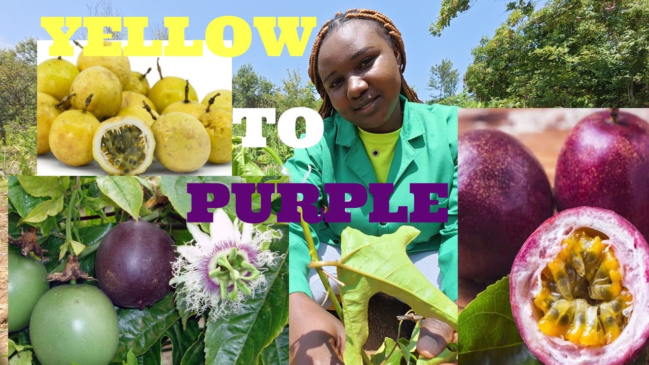 THE TRUTH ABOUT PASSION FARMING -LESSONS FROM A REAL FARM VISIT//part4