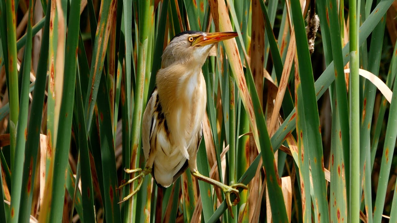Parco Nord Milano - TARABUSINO (Ixobrychus  minutus)