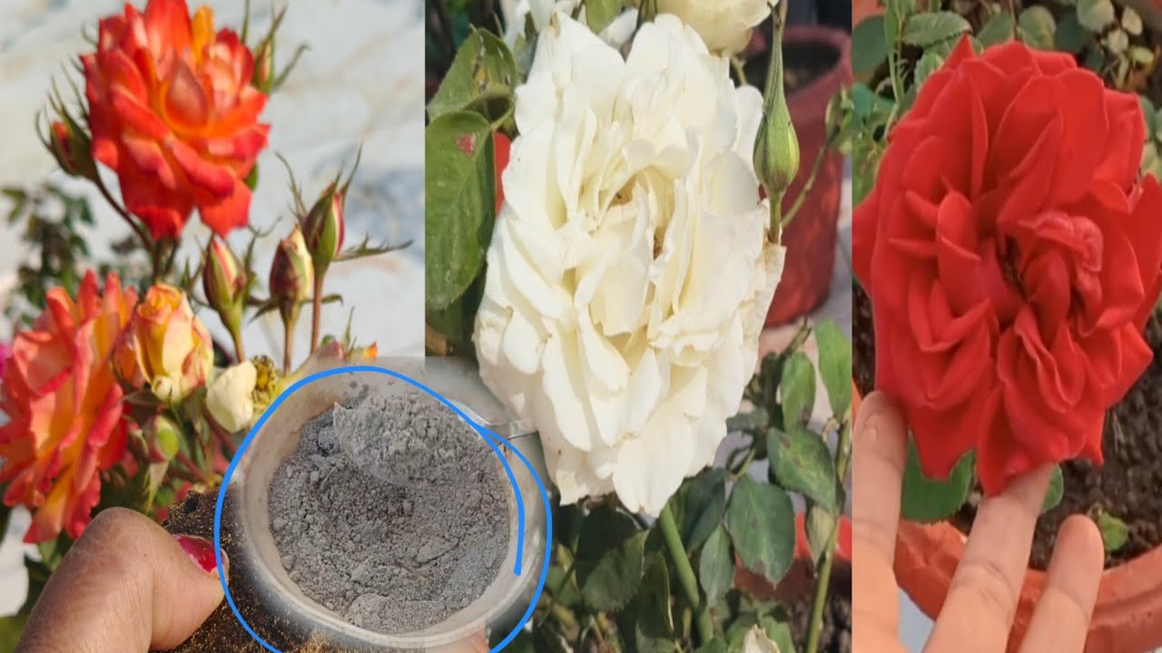 गुलाब की जड़ों में दिसंबर में एक बार इन चीजों को जरूर डालें, रिजल्ट होश उड़ा देगा, ऑर्गेनिक खाद