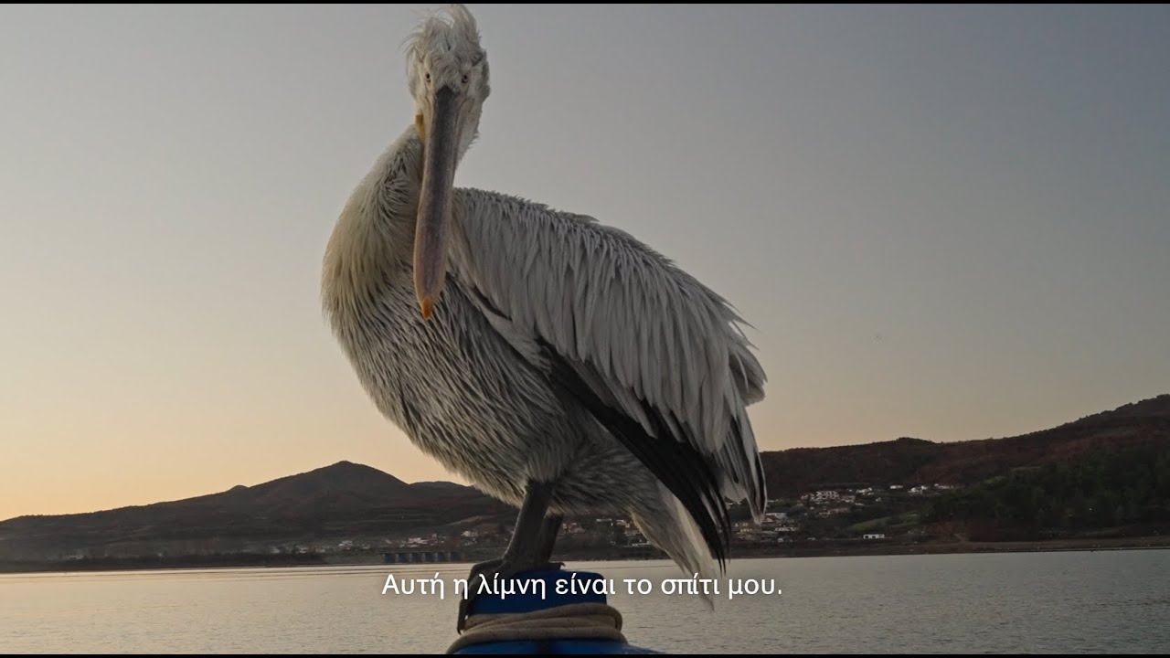 ΜΕΓΑΛΑ ΦΤΕΡΑ | BIG WINGS
