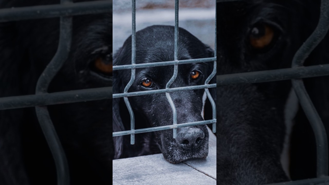 Supreme Court's Stray Dog Ruling: A Bark in the Wrong Direction?