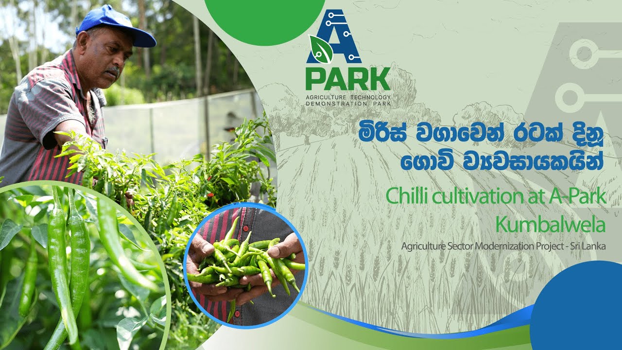 Chili Cultivation -Kumbalwela | ASMP | A-Park
