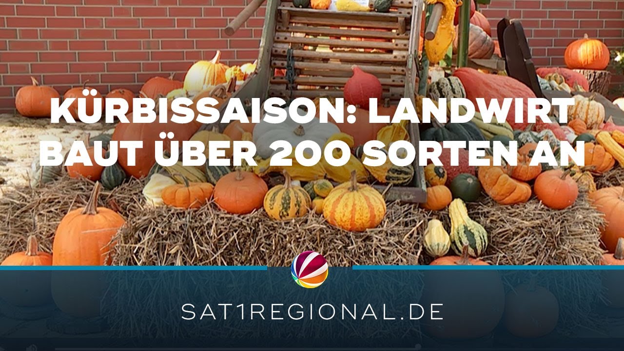 Kürbissaison: Landwirt aus Braak baut über 200 Sorten an