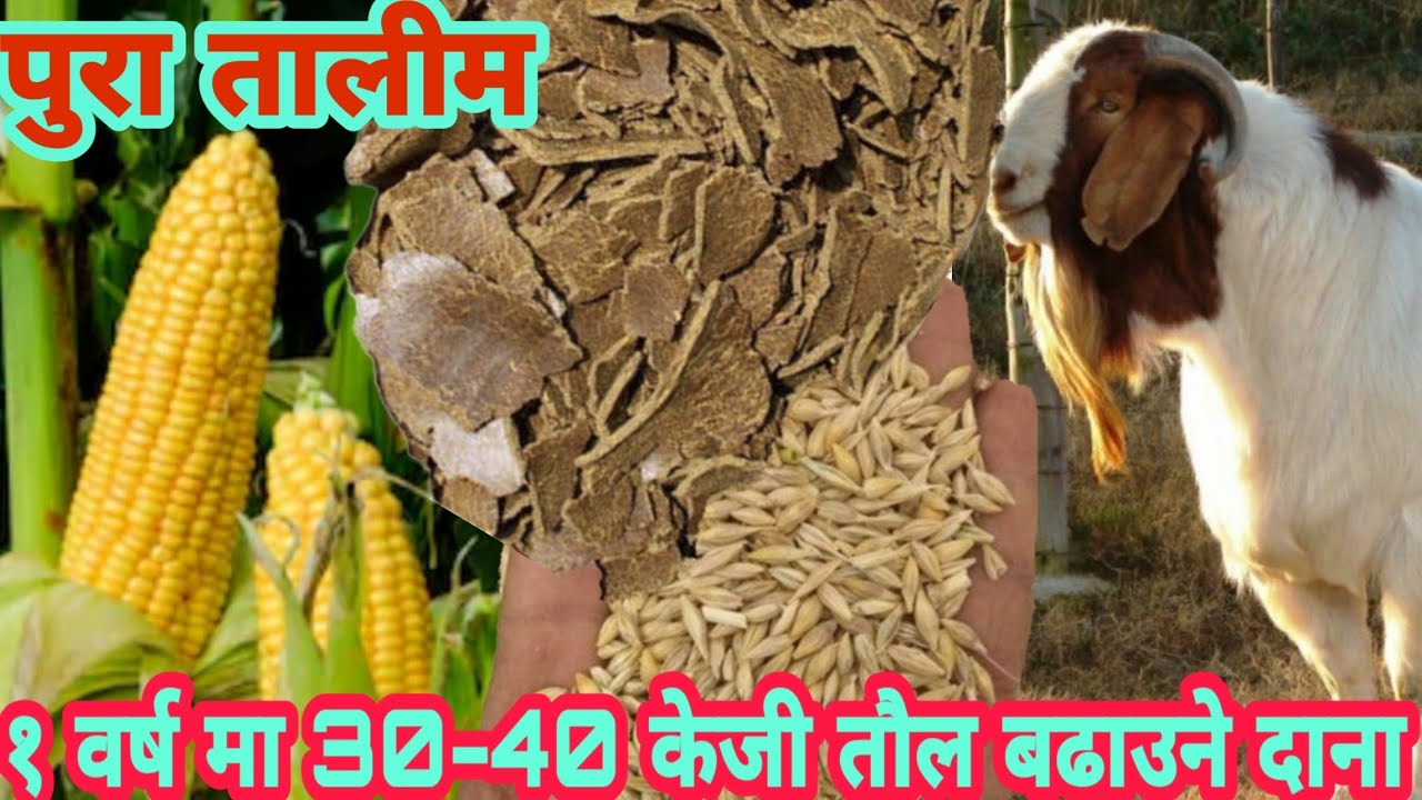 बाख्रालाई पौष्टिक दाना घरमा सजिलो सँग बनाउने तरिका।