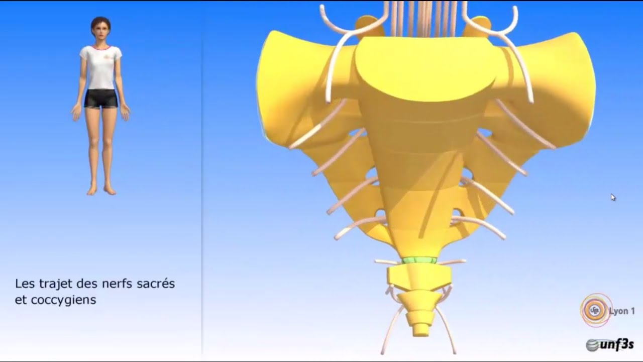 Vidéo sonorisée Le sacrum et les nerfs rachidiens