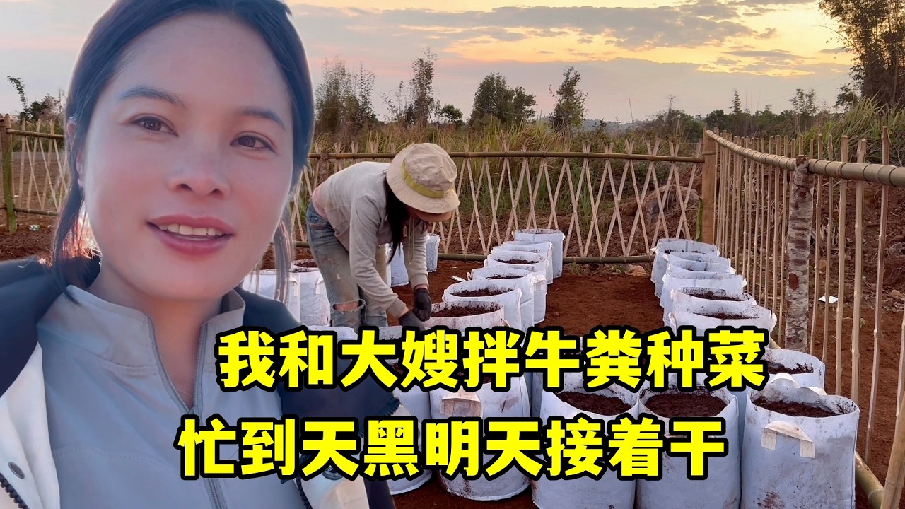 大哥繼續砍草快清完了，我和大嫂拌牛糞種菜，忙到天黑明天接著乾！