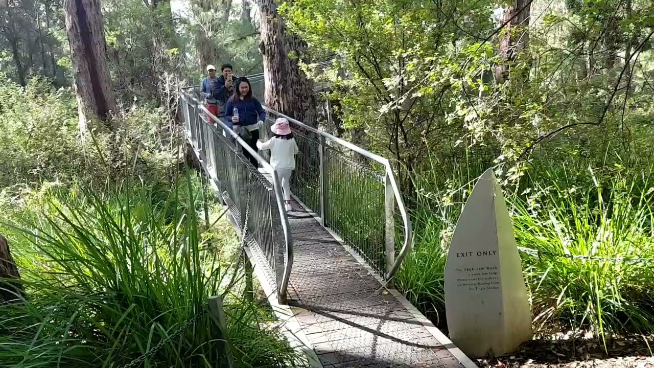Tree Top Walk Adventure Denmark Western Australia