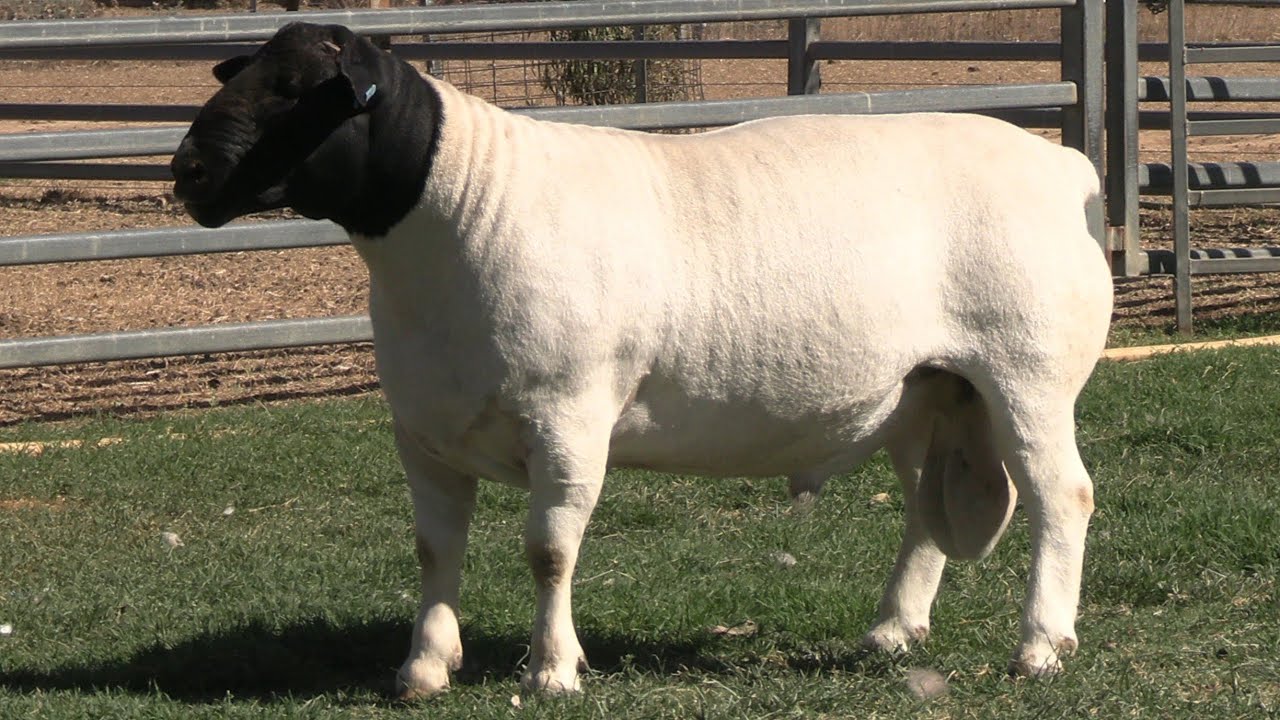 LOT 12 - AMARULA 232905 - STUD SIRE SELLING AT THE AMARULA 23RD ON-FARM PRODUCTION SALE 2026