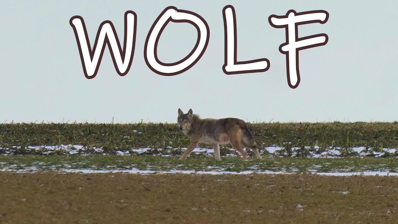 Wolf, Kornweihen, Rotmilan Mäusebussarde, Turmfalke