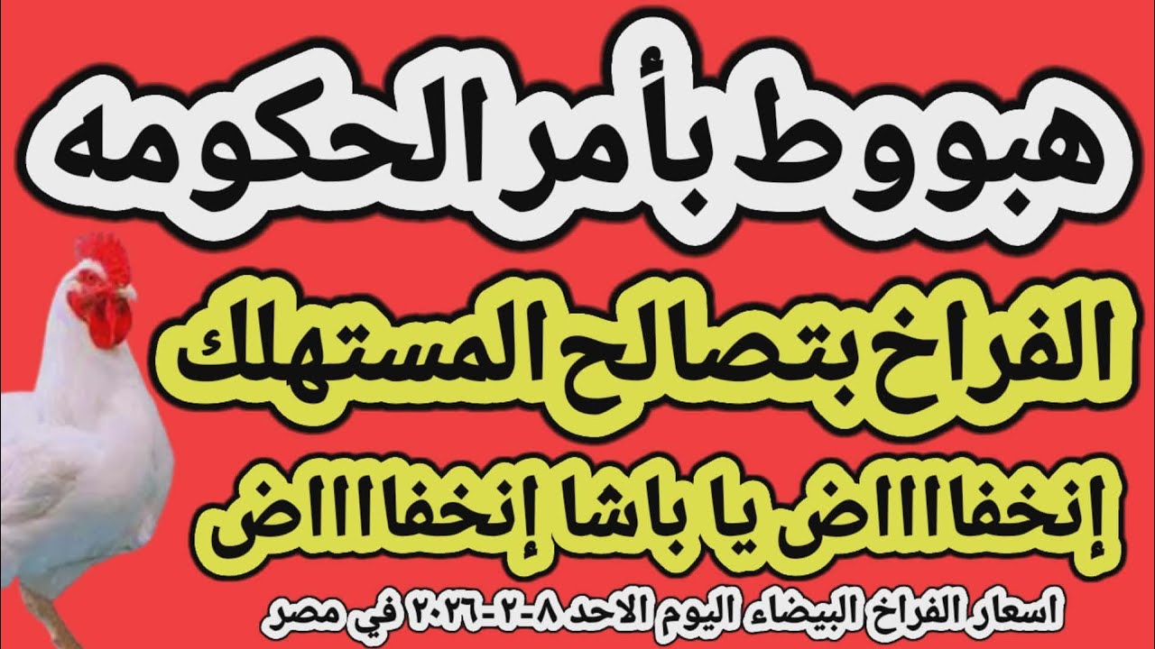 اسعار الفراخ البيضاء اليوم/ سعر الفراخ البيضاء اليوم الاحد ٨-٢-٢٠٢٦ جمله وقطاعي في مصر