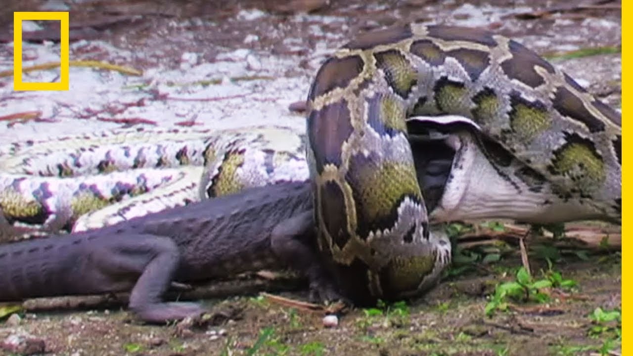 Un python d&eacute;vore un alligator am&eacute;ricain
