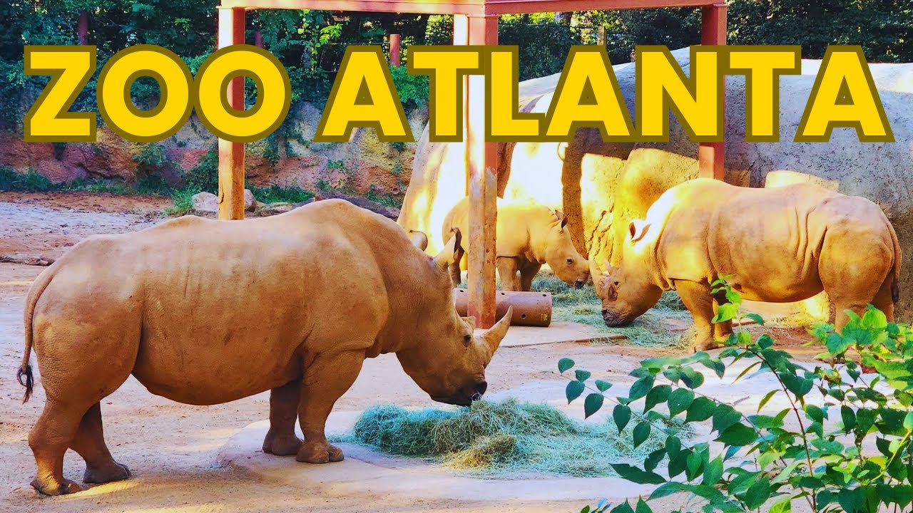 The BEST Of Zoo Atlanta Georgia ULTIMATE Full Tour