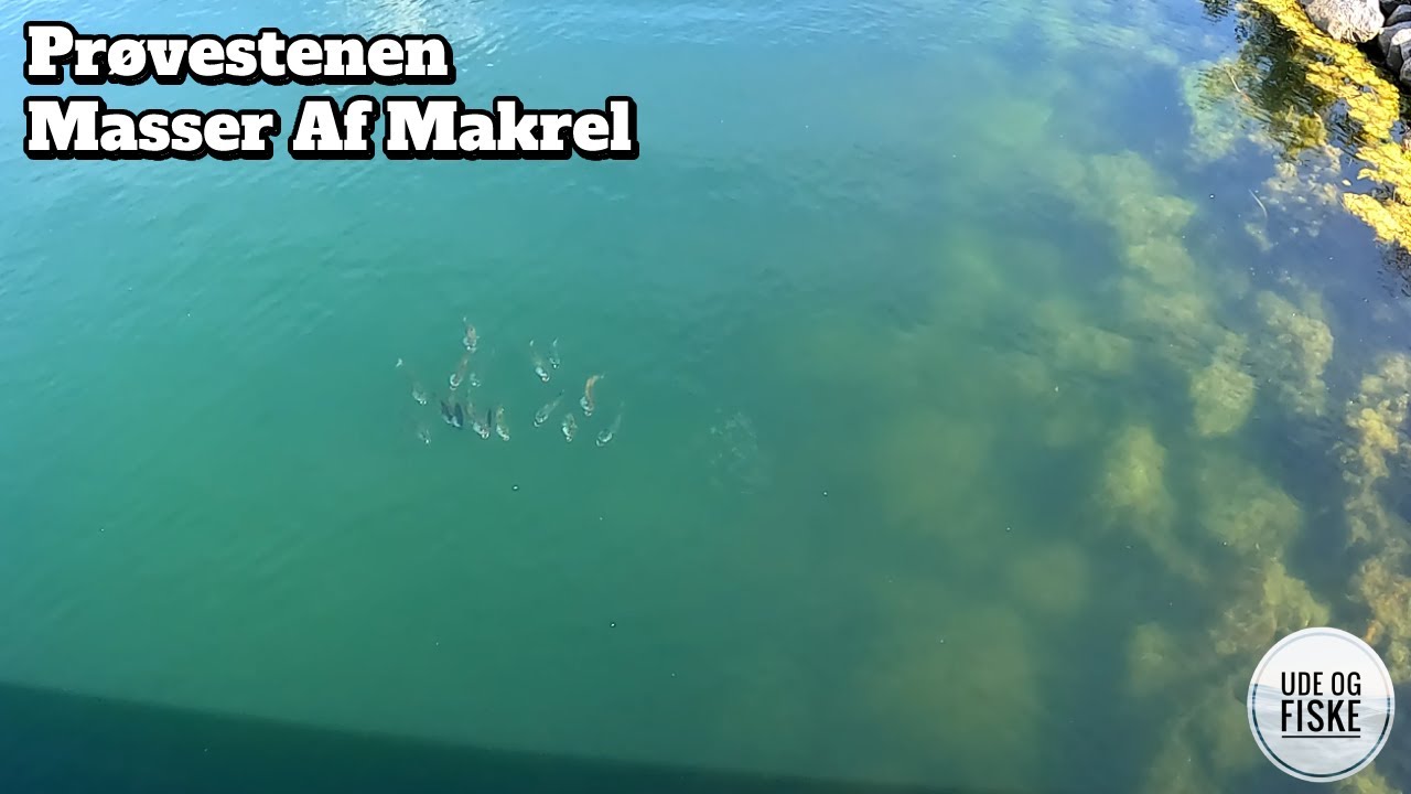Makrel ved Prøvestenen 🐟 🐟 | Masser af makrel i København