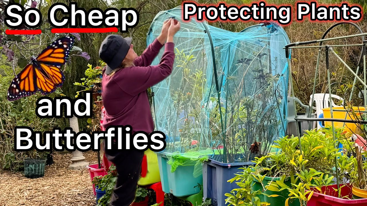 Covering Garden Tote CHEAP with Tulle & Irrigation Drip Tubing to Protect Plants & Caterpillars😂￼